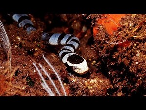 Yellow-lipped sea krait VS moray