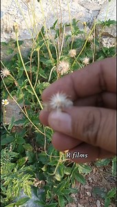 2.2M views · 12K reactions | मात्र एक खुराक में 100% पशु गाभिन अब...