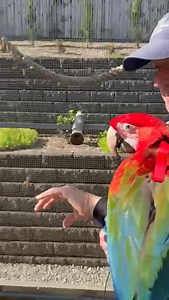 After a walk around with Dad.. Phoebe gets to spend time out in the aviary for flight time. Exercise is imperative for health and enrichment.. every bird needs access to fresh air and safe/quality outdoor time! Have fun Phoebe. 🥳💖 | Macaws And More