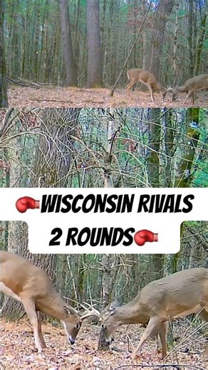 Wisconsin Bucks Go Head to Head