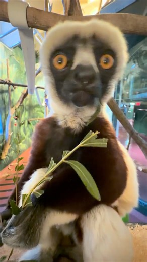 Munch cam 🎥: Lucian the Coquerel sifaka chowing down some winged sumac! Winged sumac is an important part of a sifaka’s diet in zoos because it offers similar nutrients, fiber, and texture to the plants they eat in the wild—key to keeping their gut healthy. Fun fact: We grow our own winged sumac for the sifakas right here at the Zoo! | Philadelphia Zoo