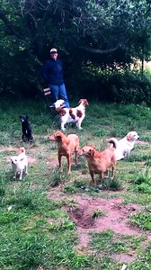 27K views · 2K reactions | Yes, there's a club for introverted dogs and it's captivating  | We Love Animals | Facebook