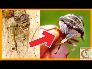 How YOU Can Catch CICADAS! - Loud But Friendly Insects