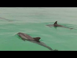 Top-rated Shell Island Tours, Cruises and Dolphin Tours Panama city Beach
