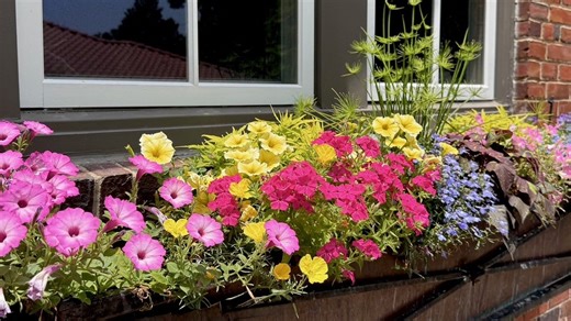 Out-of-the-Phlox thinking will create intense colors in the garden from spring until frost
