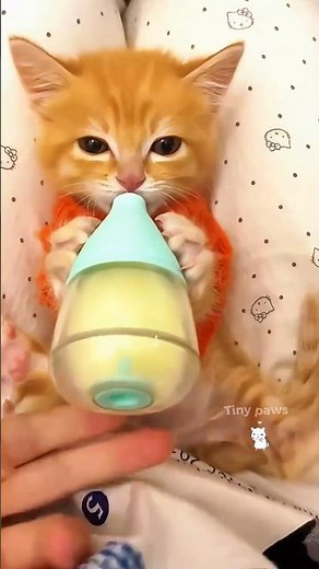 These tiny kittens are pure magic 😻✨ #cat #kittens #cute