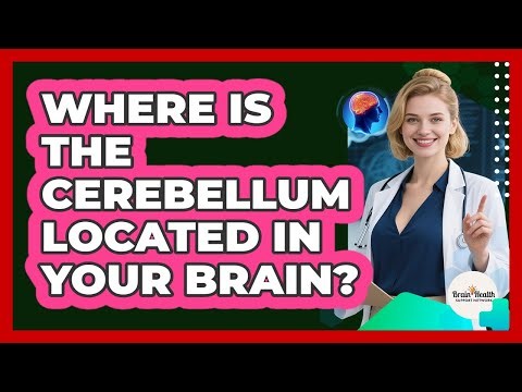 Where Is The Cerebellum Located In Your Brain?