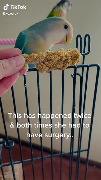 Understanding Egg Binding in Birds: Signs, Symptoms, and Treatment