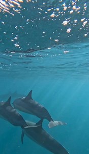 Those who've gone rafting with us know that THIS tour has got it all - snorkeling, dolphins, sea caves, and up close views of Nāpali Coast! 🚤 💦 What was the most memorable part of your tour? Let us know in the comments! | Blue Dolphin Charters