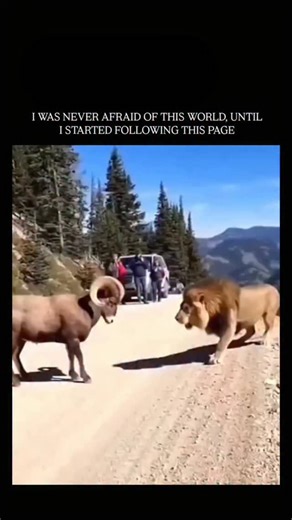 Wild sage on Instagram: "A lion’s strength lies in its explosive power, muscular build, and deadly hunting precision, making it one of the strongest predators in the wild. An adult male lion can weigh over 200 kg yet still sprint at speeds of 80 km/h (50 mph) in short bursts, using its powerful hind legs to leap more than 10 meters in a single bound. Its forelimbs are incredibly strong, capable of knocking down large prey like buffalo or zebra with one swipe, while sharp retractable claws lock t