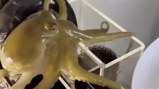 Dad shared message after buying pet octopus for son that destroyed their home