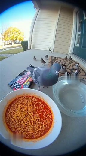 Can Birds Handle Spicy Food? Watch This!