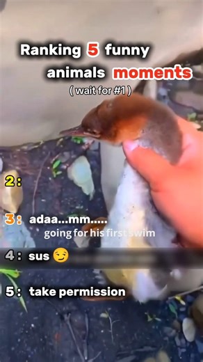 Ranking top 5 funny animal moments😂#funny #comedy #fyp #ranking #shorts #viral #trending #pets #top5