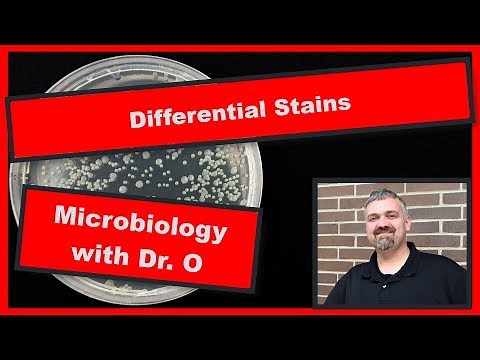 Differential Stains: Microbiology