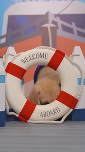 This little skipper has his paws on deck and his eyes on the horizon! With salty fur and sturdy sea legs, Captain’s training is right on course. He’s learning how to fish for compliments and keep calm even in choppy waters. Someday, he’ll be someone’s steady anchor, but for now, he’s reeling in smiles and proving he’s the best catch around. Video Description: A yellow Labrador puppy wears a purple bandana with white text that reads "First Mate" and looks through a red and white stuffed life pres