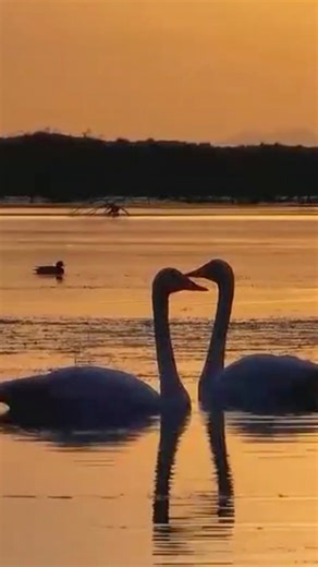 As the #migration #season peaks, flocks of #swans have arrived at Bosten #Lake in northwest #China's #Xinjiang Uygur Autonomous Region. The vast #wetland glitters under the sunlight as the graceful birds feed and play on the water, bringing vitality and charm to this place. | China Box