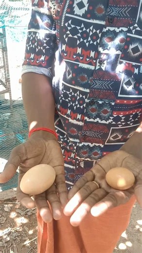 ഇത്ര വലിപ്പമോ കരിങ്കോഴി മുട്ടക്ക് #kadaknath #chicken #chickenfarming