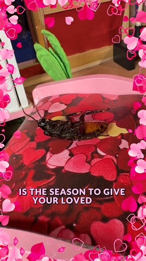 Prove your love is everlasting. Name a roach after them 🪳 Now through February 14, you can help our roaches secure their spot at the Heartbreak Motel. Reservation packages are as follows: $10 Online Reservation ❤️ name your roach ❤️ digital certificate (later mailed to you) $15 On-Site Reservation ❤️ name your roach ❤️ physical certificate ❤️ Endless Love Pin Visit your roach during your next visit to the Houston Museum of Natural Science - Museum Store. For online purchases, visit https://www.