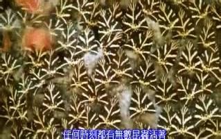 昆虫帝国(国语版).1982.Alien.Empire