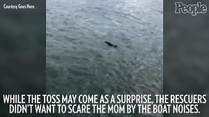 Lost Baby Otter Reunited with Mom by Rescuers Who Play Recordings of Its Cries