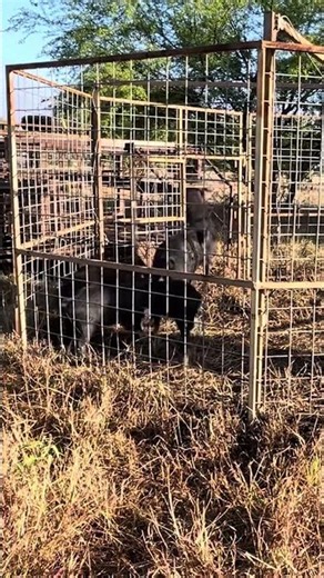 The Art Of Trapping Wild Boars #wildboar #wildhogs #trap
