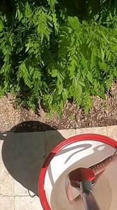 Nick relocates a Coachwhip (commonly known by the pseudonym "Red Racer") that was hiding in a rain gutter. | Rattlesnake Solutions