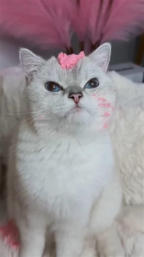 kitti ne manvi ke sare nakhuno ko uda diya#dog #shorts #cat