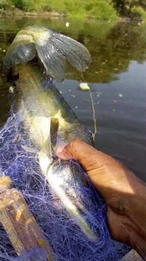 Wild Desi Boar Fish Caught Fresh from the River #shorts