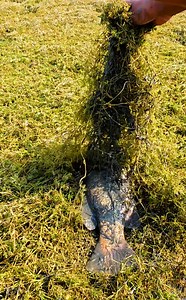 Asian village boy amazing hand fishing #fishing | Fishing Entertainment BD