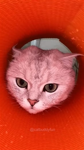 Oh no😸🐱🤮#shorts #cats