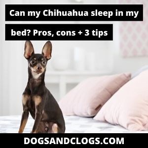 Can My Chihuahua Sleep In My Bed? Pros, Cons   3 Tips