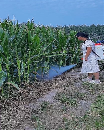 29K views · 34 reactions | Woman Uses Smoke For Pest Control #Farm #Tips #DIY | Fatafatnews | Facebook