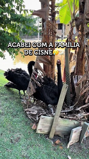 Por que mãe cisne negro joga ovos no lago?