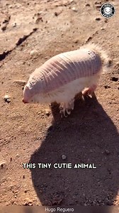 Pink Fairy Armadillo 💗 The CUTEST Desert Digger! This tiny pink creature uses its claws to disappear beneath the sand. Its soft shell and pastel color make it look almost unreal. You won’t believe how secretive this adorable animal is! #wildlife #nature #animalfacts #animalvideos | 1 Minute Animals
