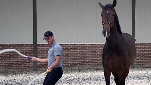 37K views · 1.7K reactions | A relaxed horse who manages himself in...