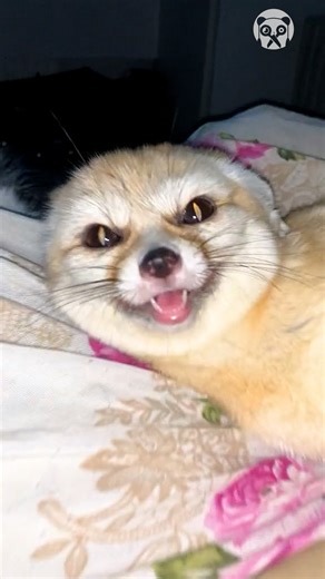 19K views · 302 reactions | An excited domestic fox with beautiful smile Partner: nora_liskin | Bored Panda Art | Facebook