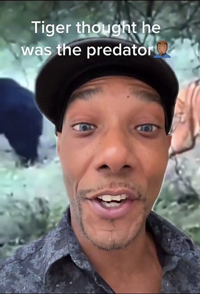 Tiger vs Bear: Sneaky Tiger Gets a Surprise