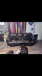 39 reactions · 4 comments | Where sleeping dogs lay | Steve Miller | Facebook