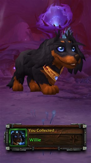 Willie Companion Guide in Midnight #worldofwarcraft #Warcraft | Leysttv