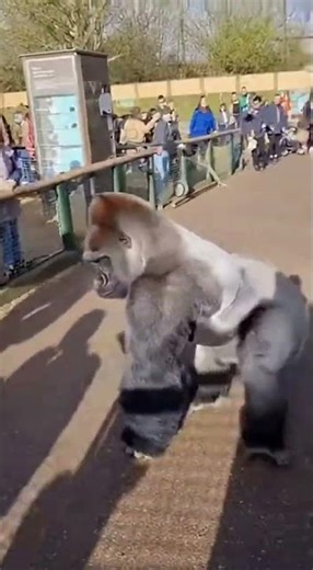 Gorilla Escapes Enclosure and Jumps into Crowd – Phone Drops in Panic! 🦍😱