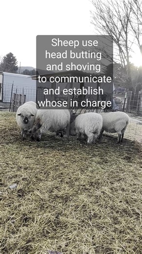 Why Are Sheep So Pushy???