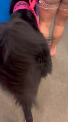 6.7K views · 33 reactions | Hold down the circle to speed it up!  . . . . . #dogloversfeed #dogmom #gsd #dogsocial #blackgsd #doglovers #dogparent #sdit #servicedogtraining | Magic The GSD | Facebook