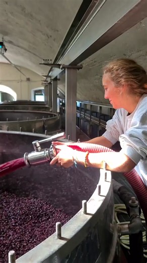 Exploring the Art of Red Wine Making