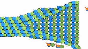 tubulin是如何聚合与解聚的？微管组装