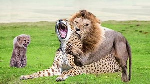 25 Moments Of Lions Chasing a Leopard Up a Tree Animal attack.mp4 | Wild life Animals