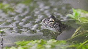 Close-up of a European common frog (Rana temporaria) resting between frogspawn in a sunny pond. Steady shot.