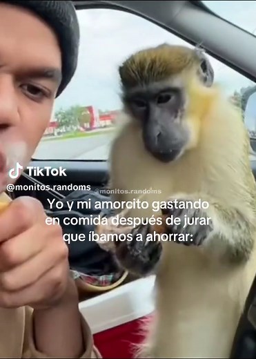 Monitos y Memes: Las Mejores Imágenes de Changuitos