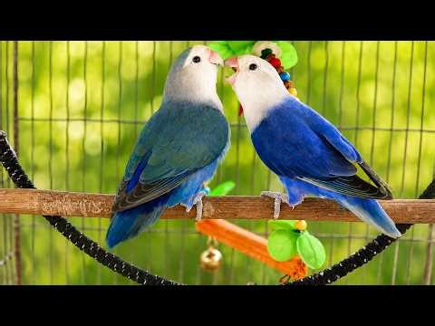 Beautiful Lovebirds Singing & Playing | Relaxing Nature Sounds