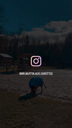 Flying mini-monkey🙈💥🔥☄️🚀 #horse #mini #pony #miniature #miniaturehorse #muffin #love #spoiled #smile #sunshine #rodeo #crazypony #horseware #amigo @horseware | Mr. Muffin-aux-carottes