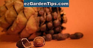 Cómo plantar árboles de cedro de semillas 🌱 Tips Jardineros - Es.ezGardenTips.com